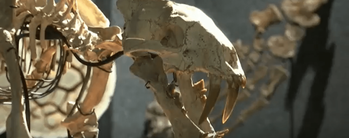 Subastan fósil de tigre con dientes de sable que vivió hace 37 millones de años