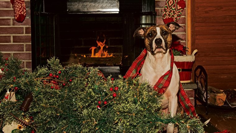 Durante estas fechas es muy común que los perros boten los árboles de Navidad.