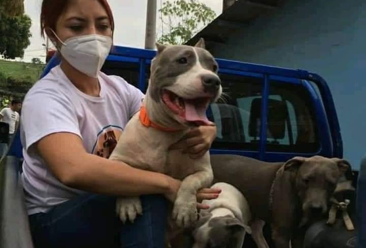 La PNC consignó a un albergue temporal en Escuintla a cinco pitbulls. (Foto Prensa Libre: Unidad de Bienestar Animal)  