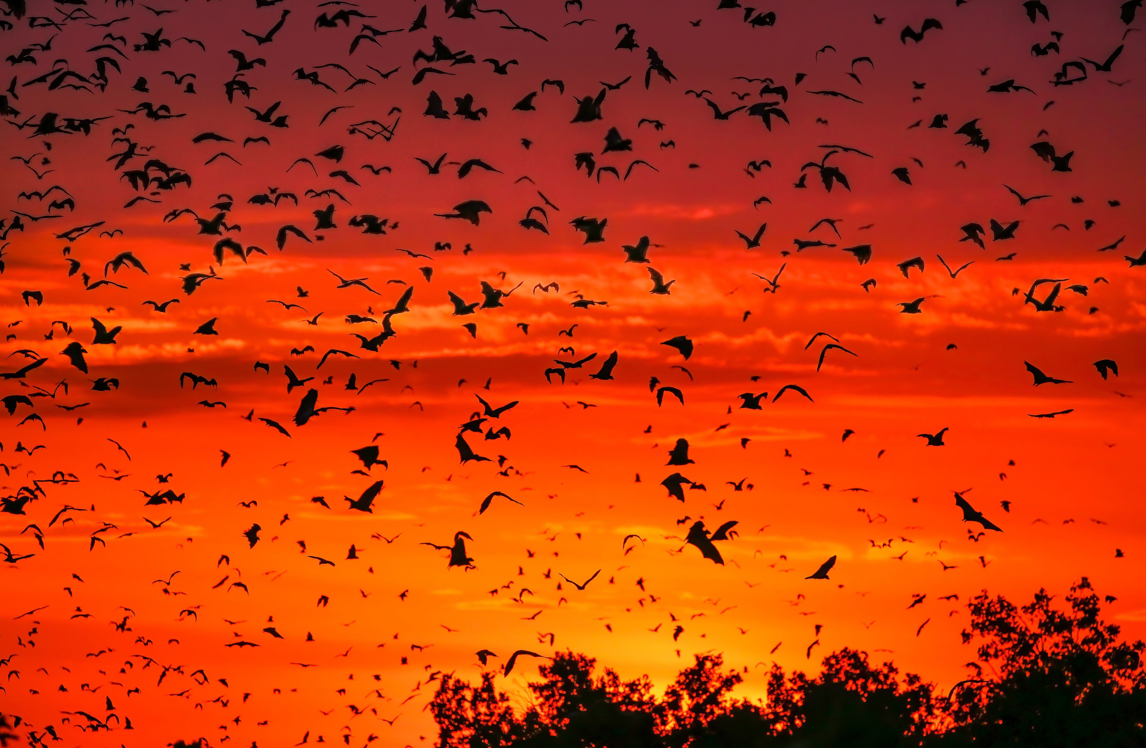 "A Perfect Planet" todavía no tiene fecha de estreno, pero se espera que llegue a Latinoamérica en 2021. (Foto Prensa Libre: EFE). 