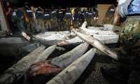 Autoridades mexicanas descubrieron que tiburones estaban rellenos de cocaína en 2009. Foto Prensa Libre: EFE (Archivo).