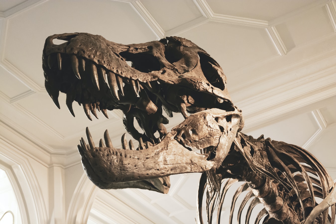 El Tyrannosaurus Rex vivió hace unos 230 millones de años. (Foto Prensa Libre: Unsplash)