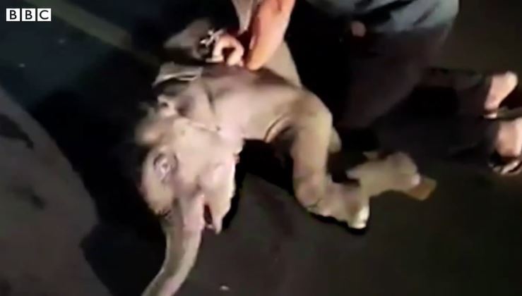 Rescatista tailandés revive a un bebé elefante con RCP después de un accidente de tráfico