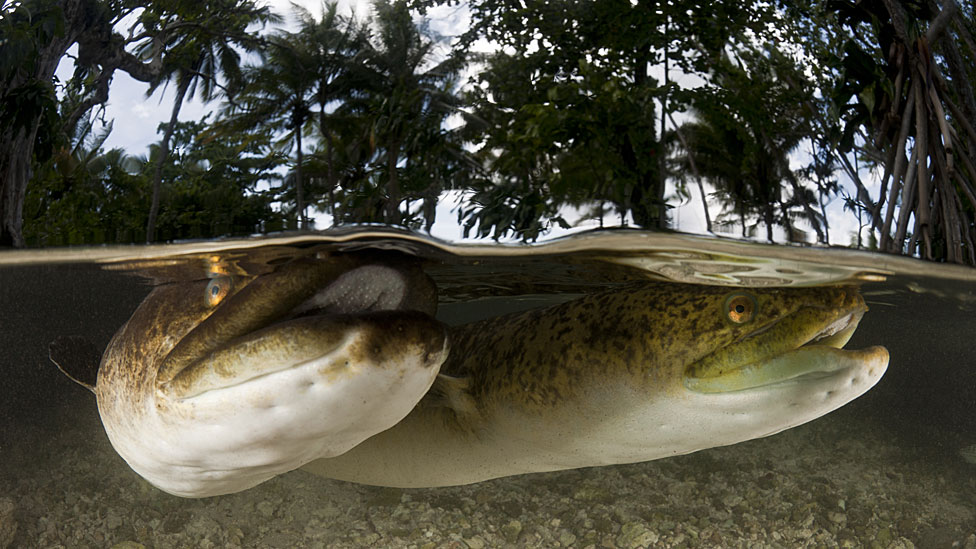 Las anguilas han sido un misterio que los científicos han querido resolver durante miles de años.