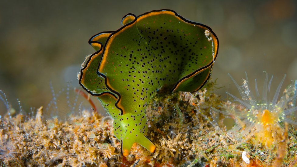 Las sacoglossa, como esta Elysia ornata, secuestran los cloroplastos de las algas para procesar energía de la luz solar. (GETTY IMAGES)