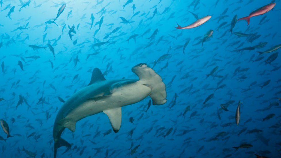 El tiburón martillo es una de las especies que está en peligro crítico, la categoría de amenaza más alta. GETTY IMAGES