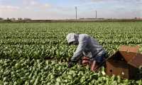 CALEXICO, CA - JANUARY 22: Farmworkers pick bok choy in a field on January 22, 2021 in Calexico, California. President Joe Biden has unveiled an immigration reform proposal offering an eight-year path to citizenship for some 11 million immigrants in the U.S. illegally as well as green cards to upwards of a million DACA recipients and temporary protected status to farmworkers already in the United States.  Sandy Huffaker/Getty Images/AFP
== FOR NEWSPAPERS, INTERNET, TELCOS & TELEVISION USE ONLY ==