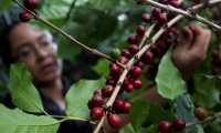 TEG 01 EL PILIGUIN (HONDURAS) 7/1/21.- La campesina Yakelin Ponce corta granos de café en una finca en la comunidad del Piliguin al este de Tegucigalpa, el 7 de enero de 2021. Honduras necesita unas 400.000 personas para trabajar temporalmente como cortadores de café en la cosecha 2020-2021, que se ha visto mermada por la pandemia de covid-19 y los efectos de las tormentas tropicales Eta e Iota que afectaron al país en noviembre de 2020, alerta el Instituto Hondureño del Café. EFE/Gustavo Amador