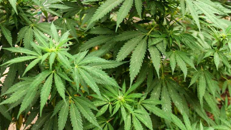 La iniciativa, que también busca regular el empleo científico e industrial del cannabis, será votada en la Cámara baja tras haber sido avalada en el Senado en noviembre. (Foto Prensa Libre: EFE)