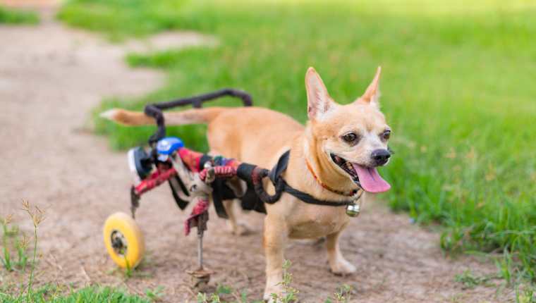 Cuidados de perros y gatos con discapacidad