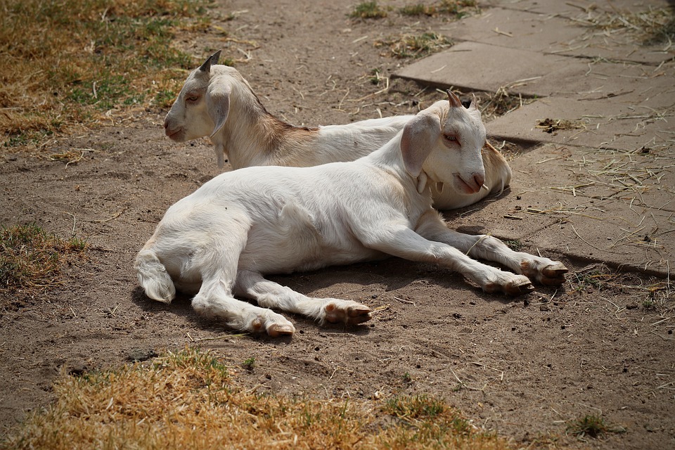 En muchos países hay rebaños de cabras. (Foto Prensa Libre: Hemeroteca PL)