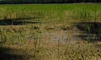 El sector productor de arroz en Guatemala se vio afectado por el paso de las tormentas Eta e Iota, sobre todo en Alta Verapaz. (Foto Prensa Libre: Esbin García)