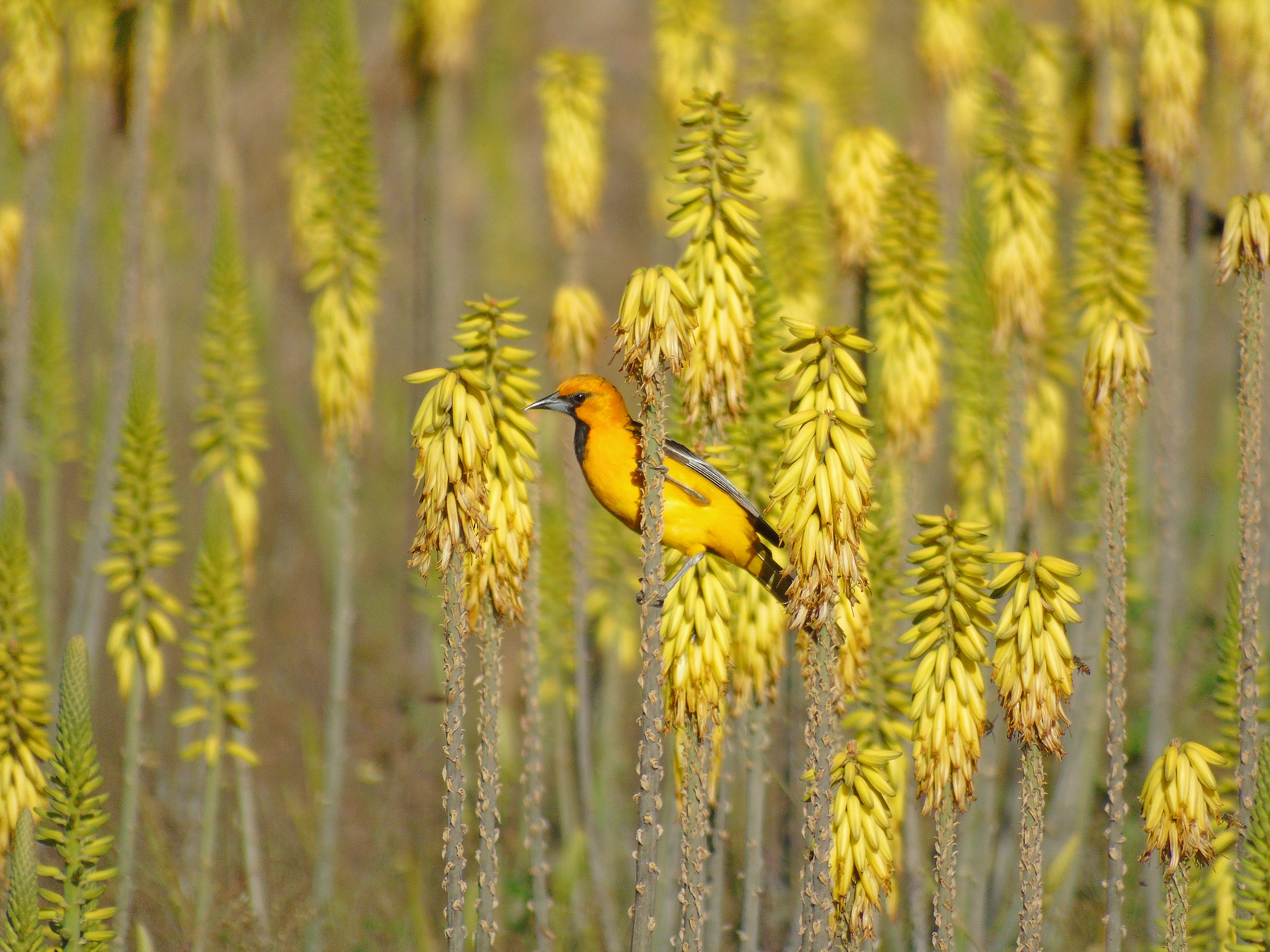 Las aves de oriente se caracterizan por tener una variedad de colores.