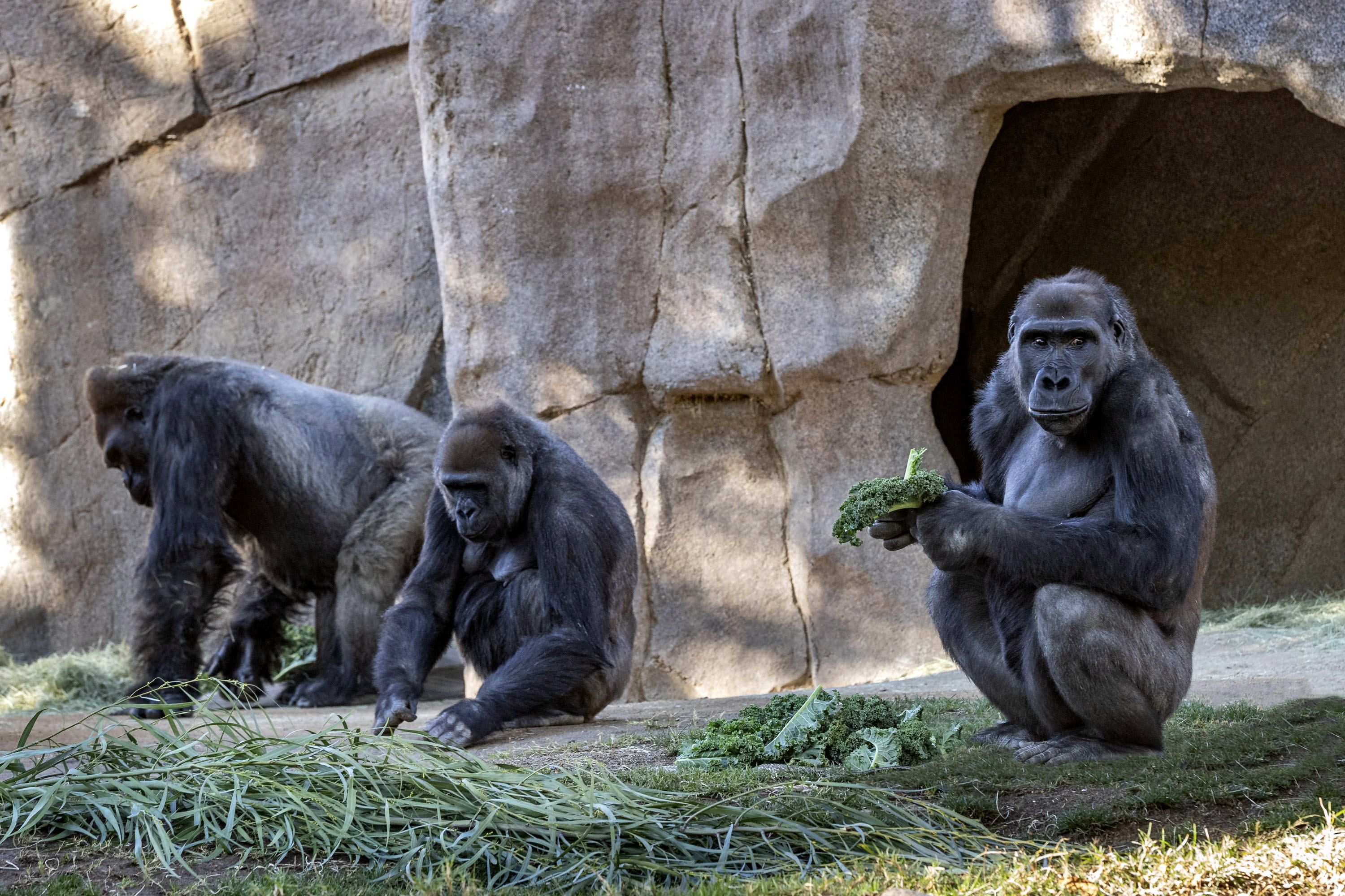 Varios gorilas en el zoológico de San Diego, en el sur de California, dieron positivo al nuevo coronavirus y fueron puestos en cuarentena. (Foto Prensa Libre: EFE)