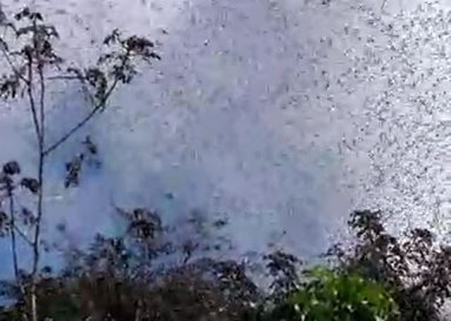 Las autoridades sanitarias detectaron un nuevo foco de langosta en Petén y Yucatán México.