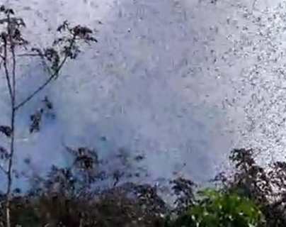 Video: reaparece un brote de plaga de langosta en Guatemala y estas son las acciones para combatirla