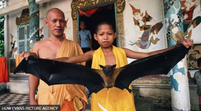 HUW EVANS PICTURE AGENCY/
Los murciélagos que comen fruta son habituales en el sur de Asia y son el hábitat perfecto para el virus Nipah.
