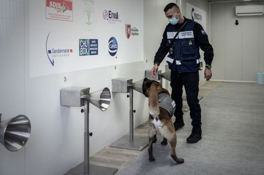 la aptitud de los perros deberá demostrarse en un ensayo clínico. (Foto Prensa Libre: AFP)