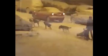 Hombre aprovecha histórica nevada en España para entrenar a sus huskies. 
