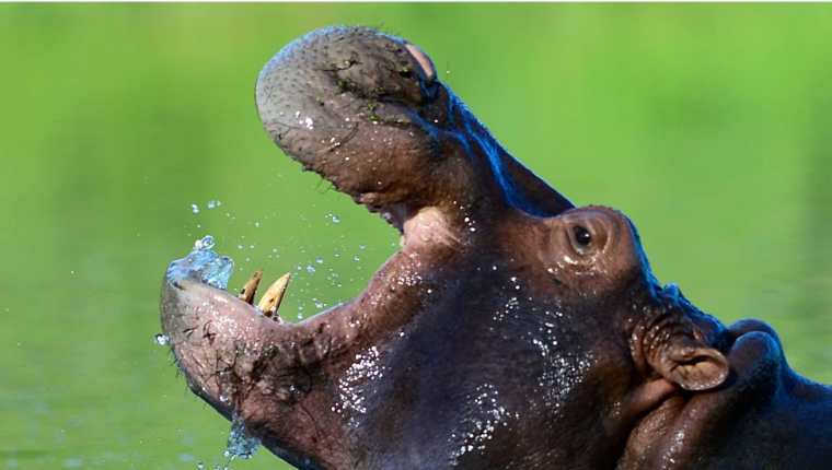 Los cuatro hipopótamos que llevó Pablo Escobar a su zoológico privado se multiplicaron aceleradamente. (GETTY IMAGES)