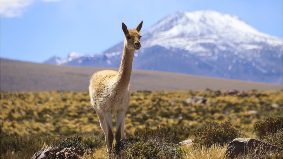 Atacama es el lugar más seco de la tierra, exceptuando algunos valles antárticos.