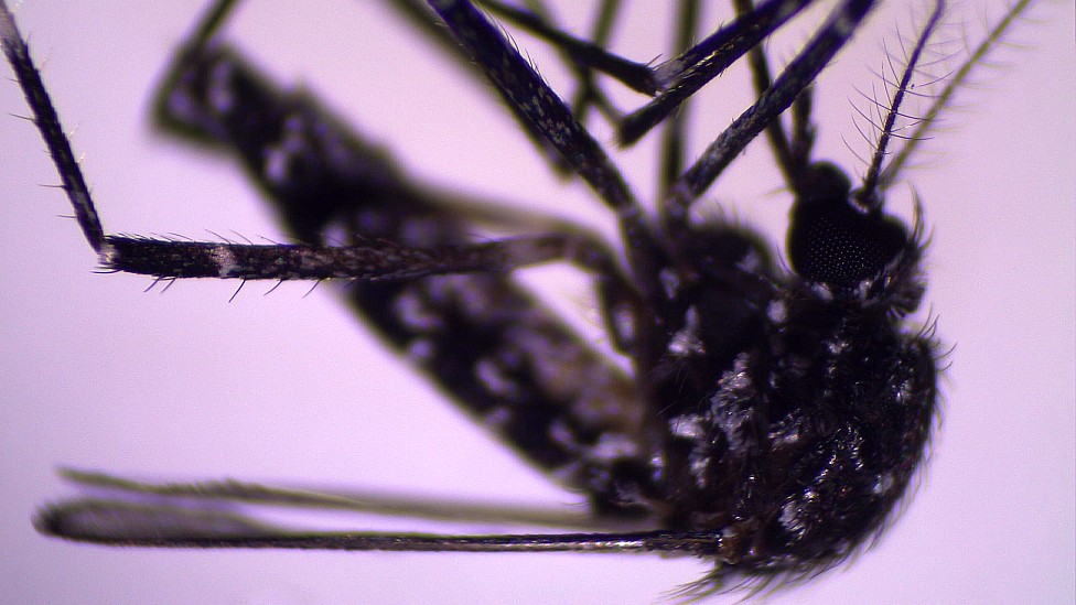 El mosquito Aedes vittatus ya era conocido en otras regiones. Pero fue detectado recientemente en República Dominicana y Cuba. (P.M. ALARCÓN-ELBAL Y M.A. RODRÍGUEZ-SOSA)