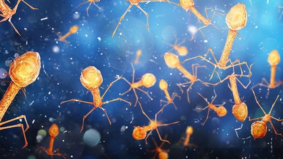 Muchos virus están involucrados en procesos corporales esenciales y forman parte de nuestro ecosistema interno. (GETTY IMAGES)