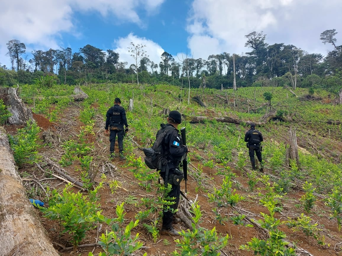 Agentes antinarcóticos de la PNC y efectivos del Ejército de Guatemala localizan unas 166 mil 800 matas coca en una aldea de El Estor, Izabal. (Foto Prensa Libre: PNC)