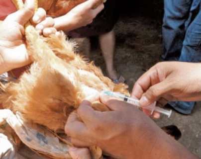 Rusia afirma que detectó primer caso de transmisión de cepa H5N8 de gripe aviar al ser humano