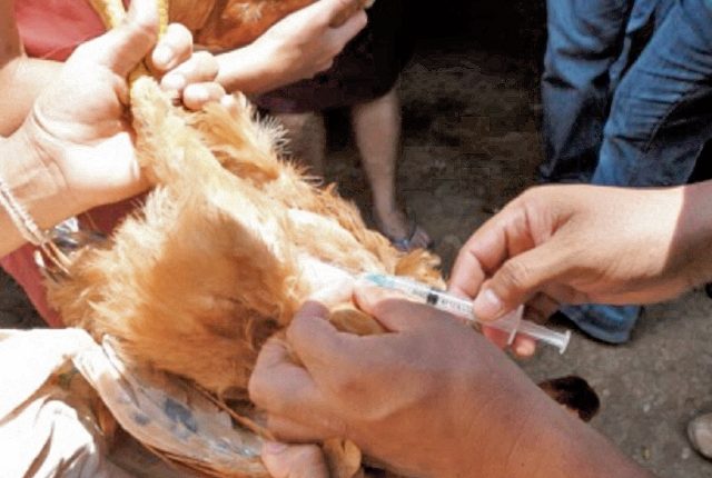 La gripe aviar afecta a varios países del mundo. (Foto Prensa Libre: Hemeroteca PL)