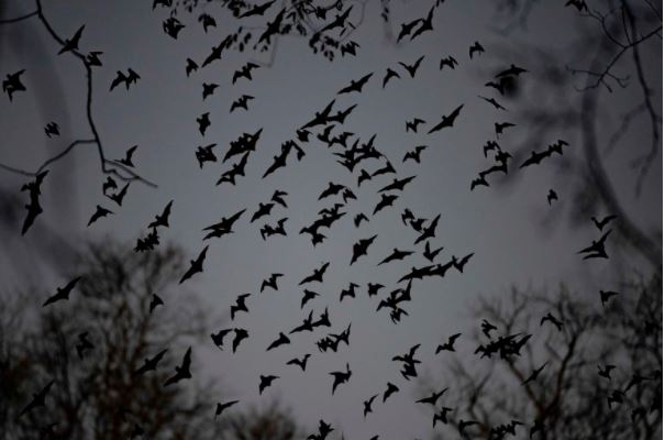 Los murciélagos infectados con el nuevo coronavirus fueron encontrados en una cueva de Tailandia. (Foto Prensa Libre: EFE)