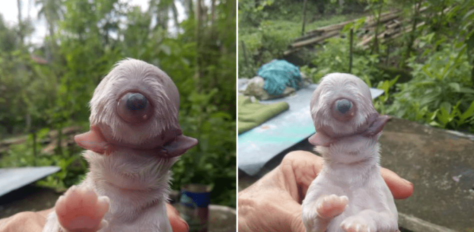 Cíclope, el misterioso caso del perro que ha nacido sin nariz, con un solo ojo y dos lenguas