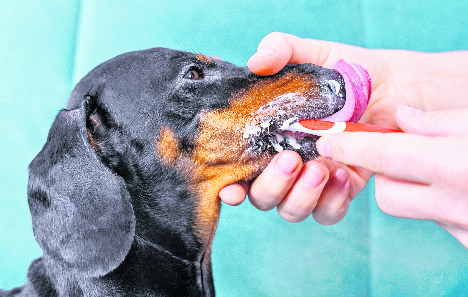 Es importante programar una limpieza bucal profesional para su mascota y así evitar problemas de salud. (Foto Prensa Libre: Shutterstock). 