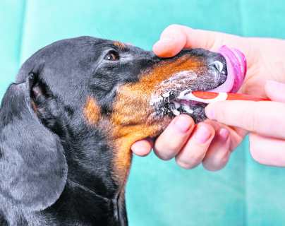 Cómo cuidar la salud dental de sus mascotas y evitar el mal aliento