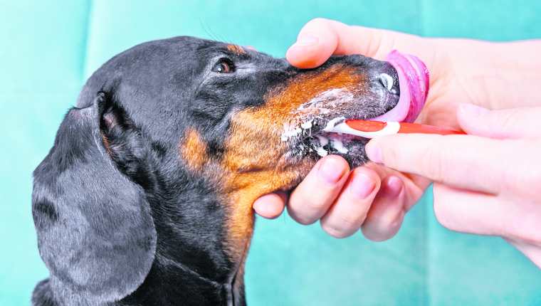 Es importante programar una limpieza bucal profesional para su mascota y así evitar problemas de salud. (Foto Prensa Libre: Shutterstock). 