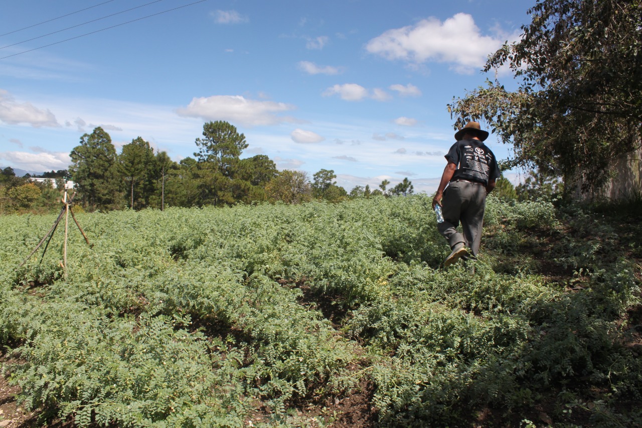 Pequeños productores de San Luis Sibilá, Momostenango, Totonicapán preparan la cosecha de garbanzo para finales de marzo de este año. (Foto Prensa Libre: Cortesía Yumus)