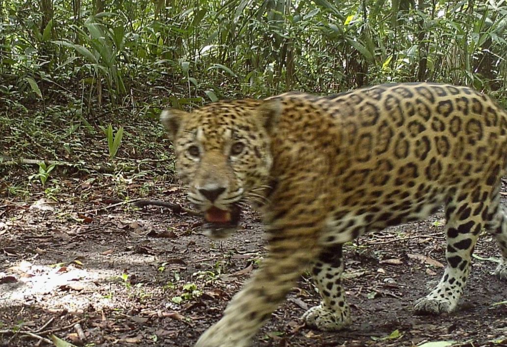 Fotos y videos: jaguares son captados en su hábitat en Petén como parte de un estudio de monitoreo