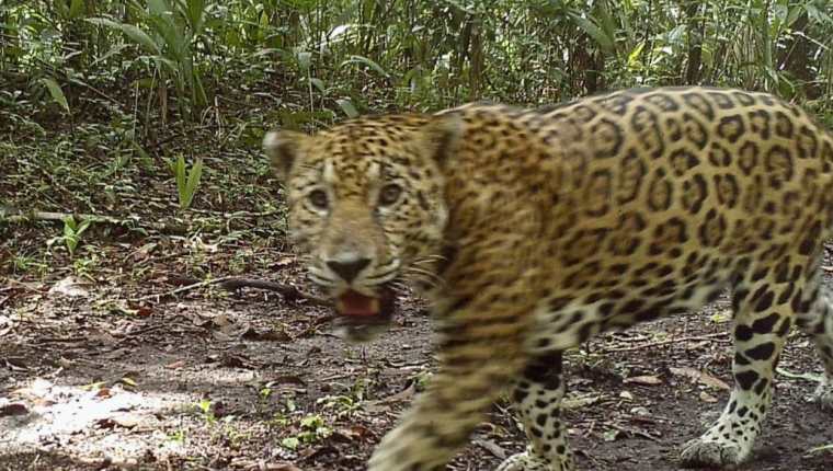 Uno de los jaguares vistos en Petén. (Foto Prensa Libre: Francisco Asturias)