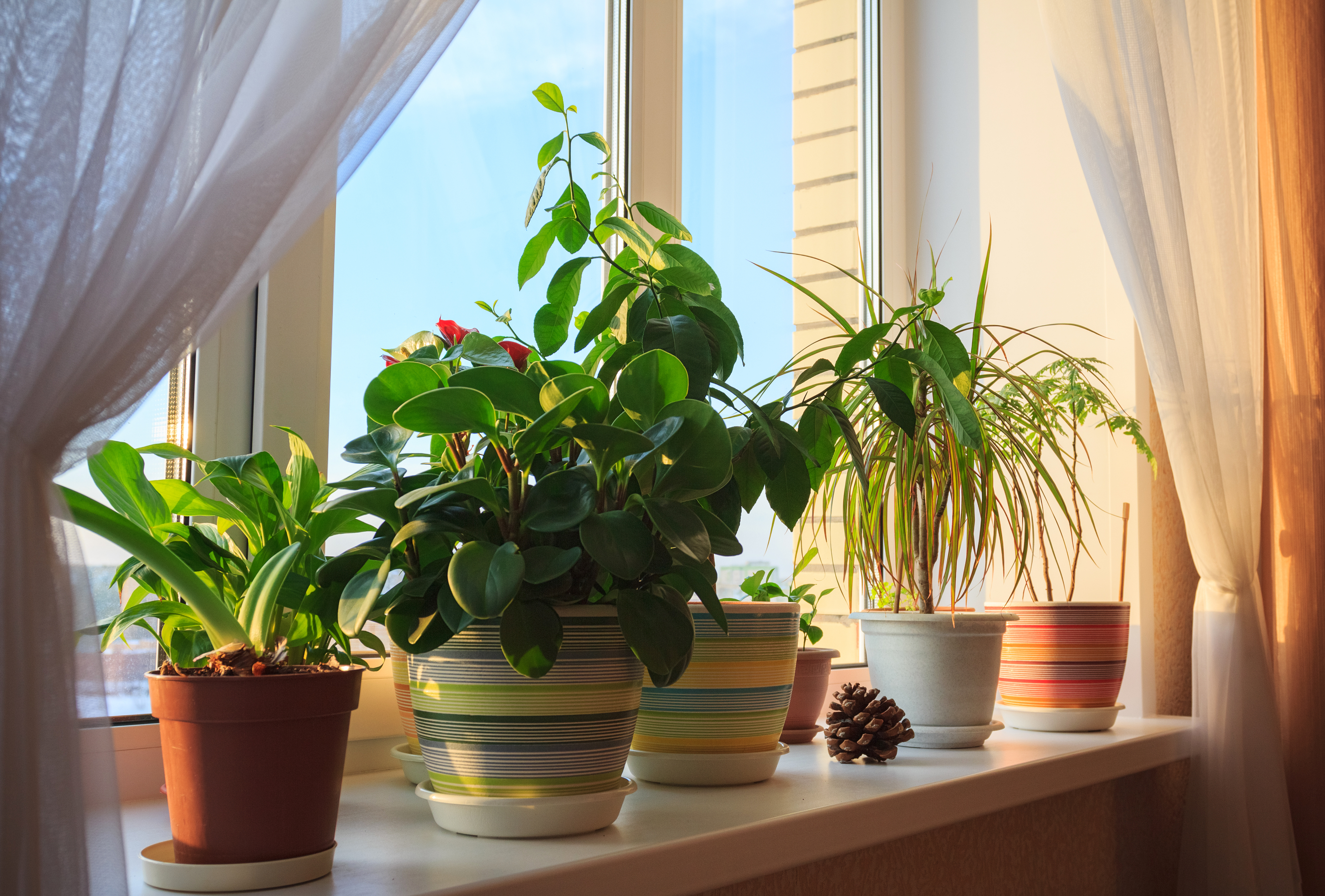 Algunas plantas recomendadas para tener dentro de casa.