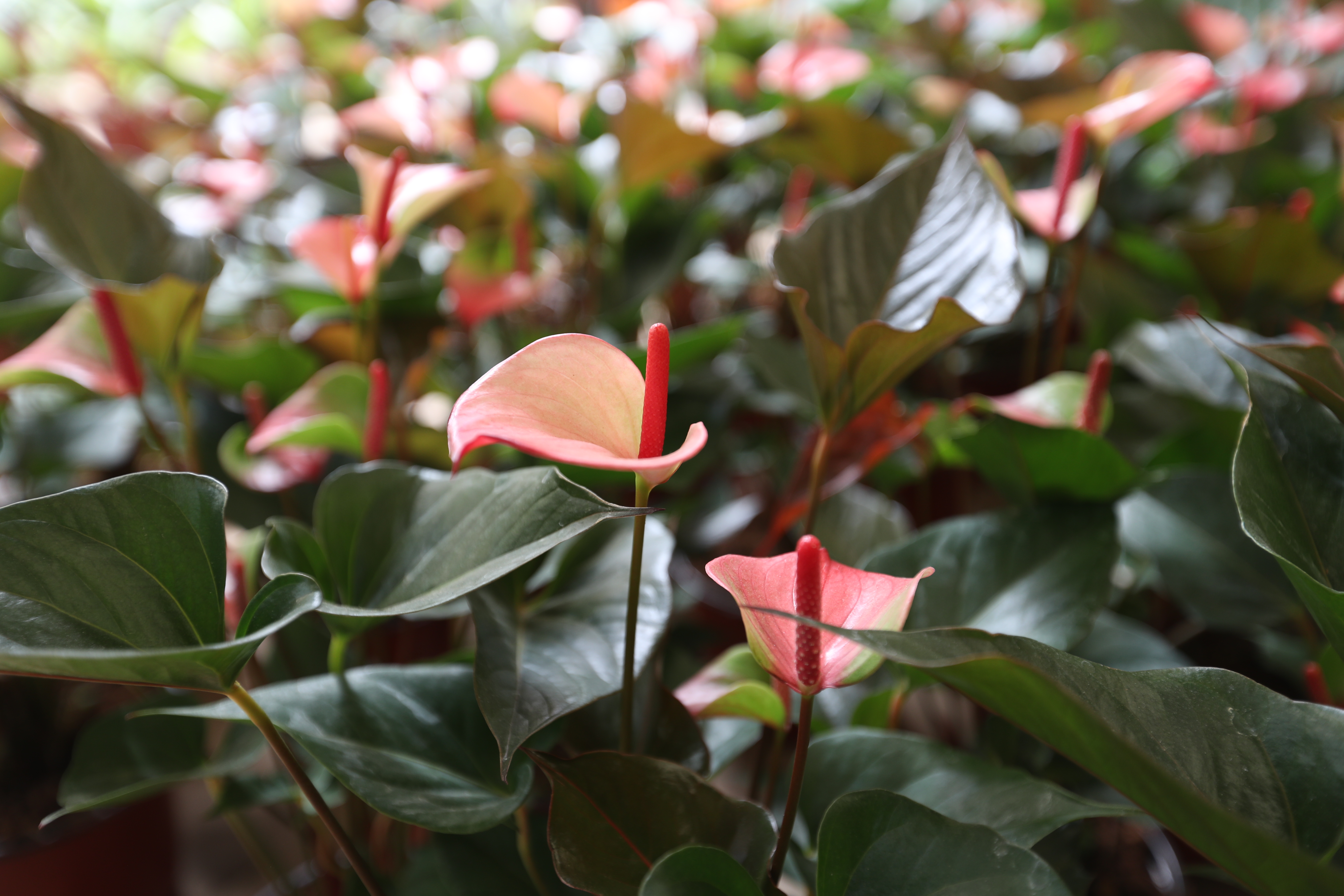 Los anturios tienen alrededor de 600 especies. 