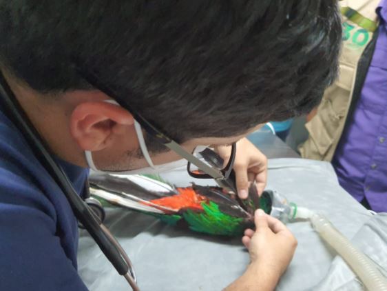 Ejemplar de Quetzal rescatado en Mazatenango muere debido a fractura que sufrió