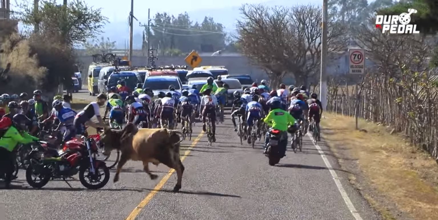 El pelotón del Tour por la paz fue embestido por un toro cuando avanzaba por Jalapa. (Foto Prensa Libre: Captura de pantalla)
