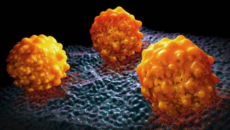 Un nuevo biomarcador podría predecir qué pacientes con cáncer de páncreas responden a la inmunoterapia con CD40