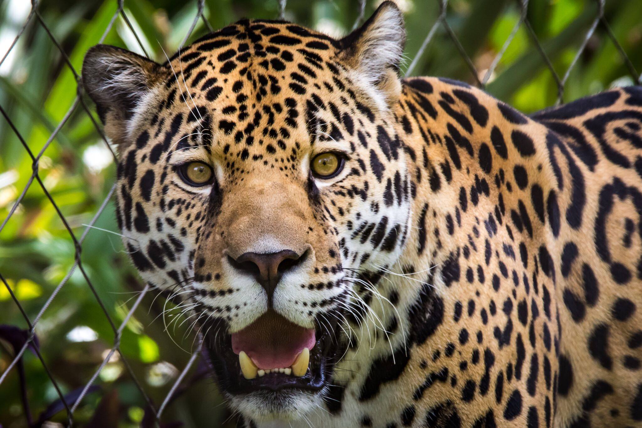 Zenta, un ejemplar hembra de jaguar, murió en un incidente ocurrido en un zoológico de Jacksonville, Florida. (Foto Prensa Libre: Jacksonville Zoo and Gardens)
