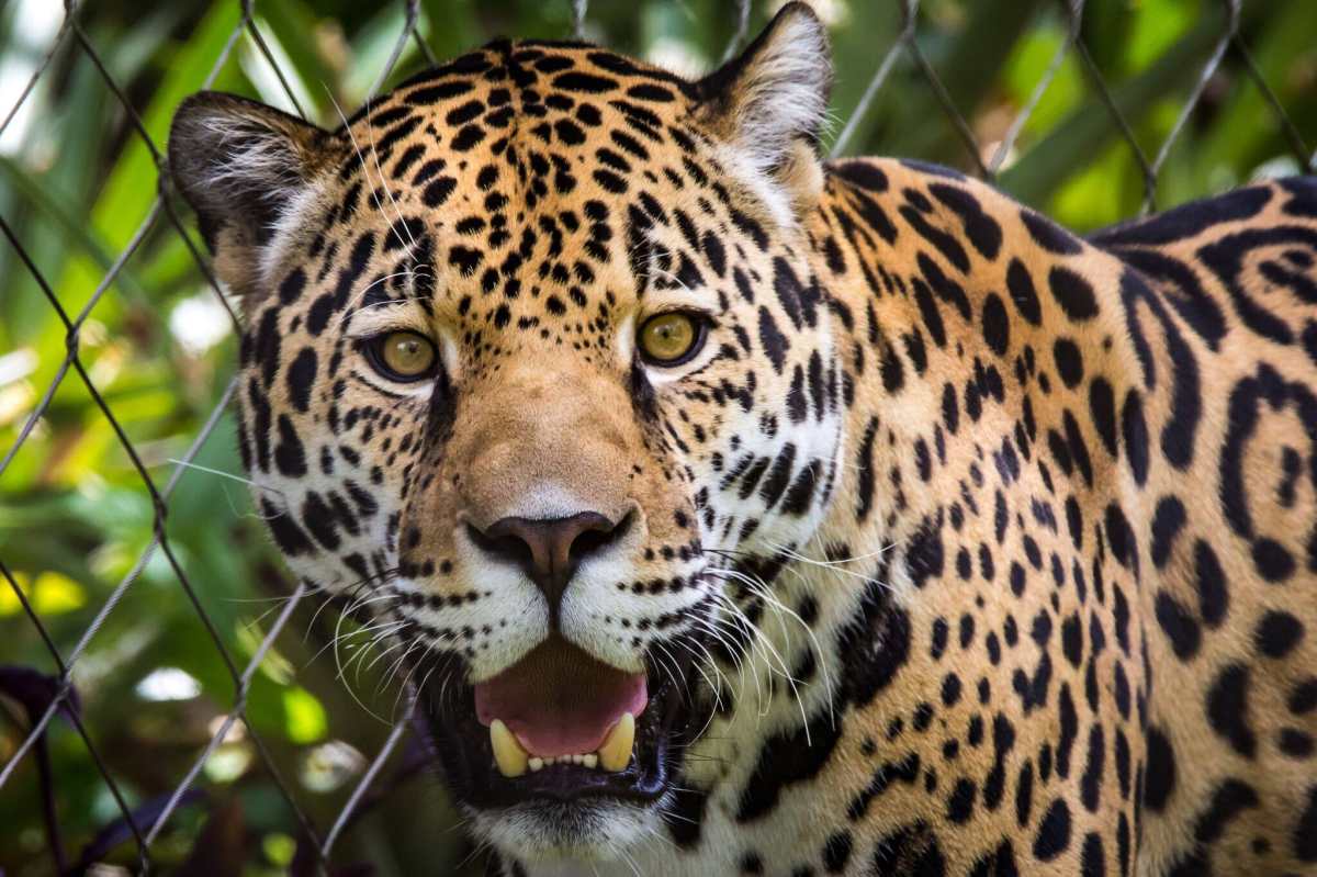Jaguar mata a otro tras “terrible error” en zoológico de Florida