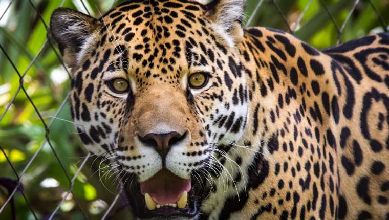 Zenta, un ejemplar hembra de jaguar, murió en un incidente ocurrido en un zoológico de Jacksonville, Florida. (Foto Prensa Libre: Jacksonville Zoo and Gardens)
