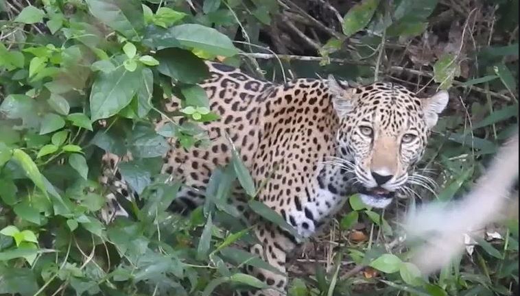 Un enorme jaguar se lleva a una niña y atemoriza a poblado colombiano