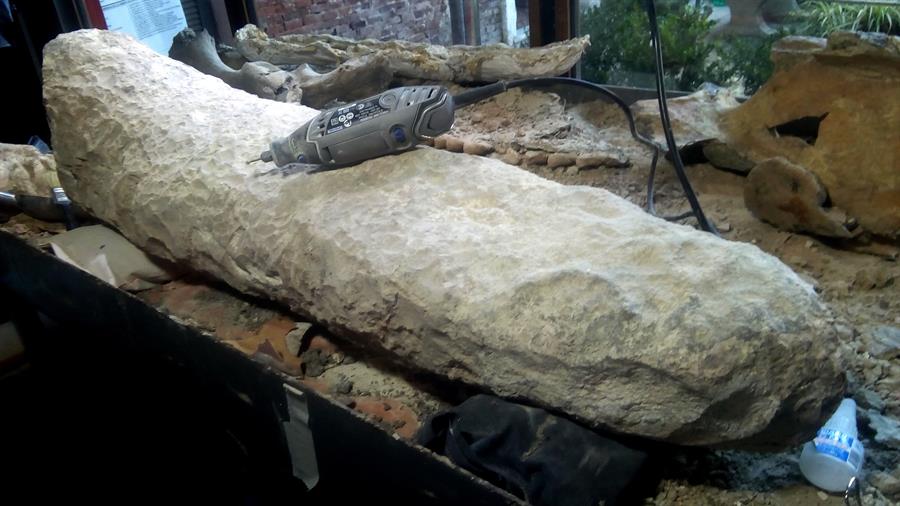 Descubren en Argentina la cola de un armadillo gigante de hace 700 mil años. (Foto Prensa Libre: EFE)