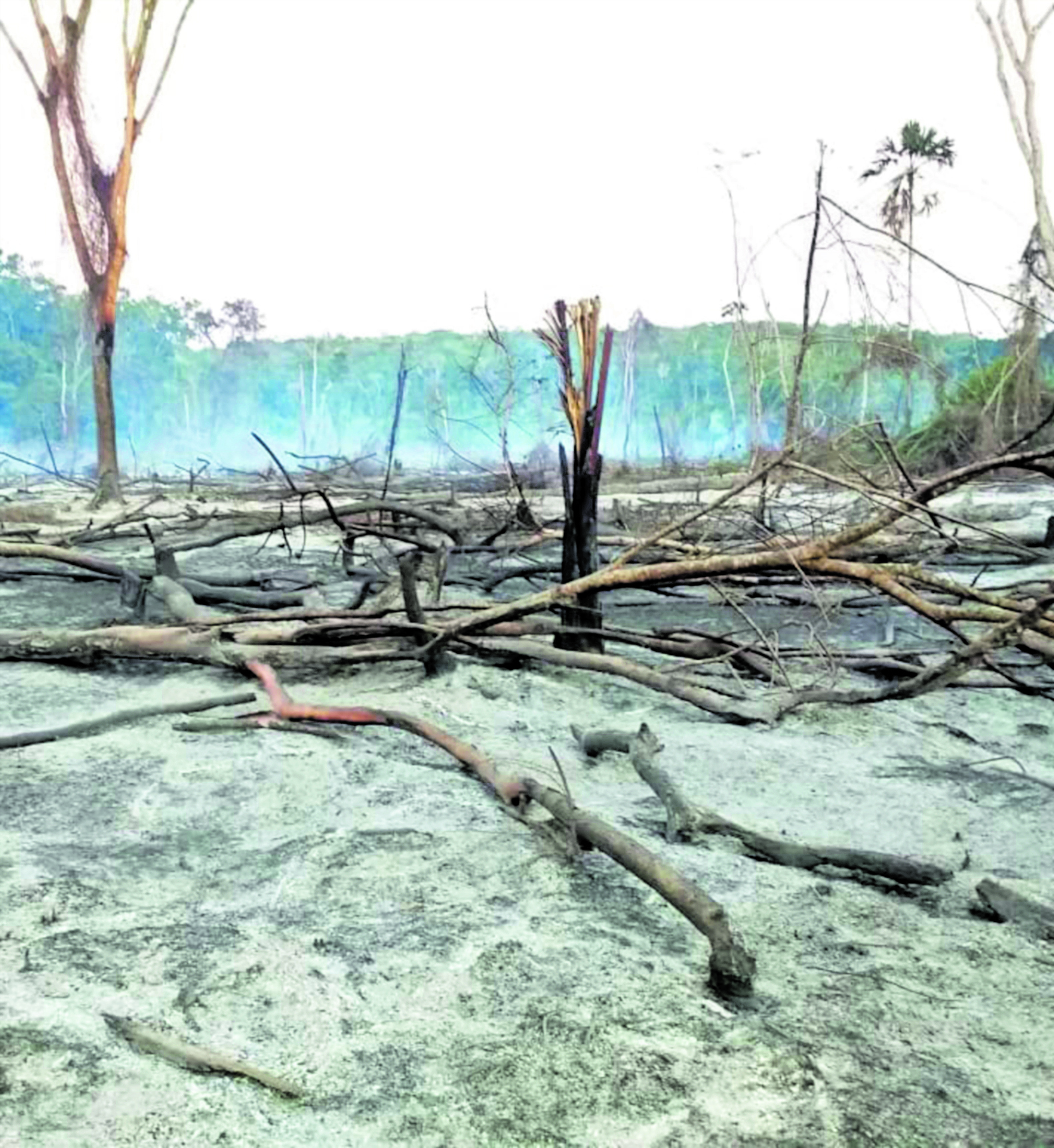 Petén fue el departamento más afectado el año pasado por los incendios forestales. En la temporada 2019-2020 las llamas consumieron 78 mil 127 hectáreas en todo el país. (Foto Prensa Libre: Hemeroteca PL)