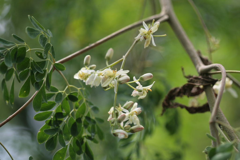 La moringa es una planta nutritiva y llena de beneficios. (Foto Prensa Libre. Hemeroteca Prensa Libre). 